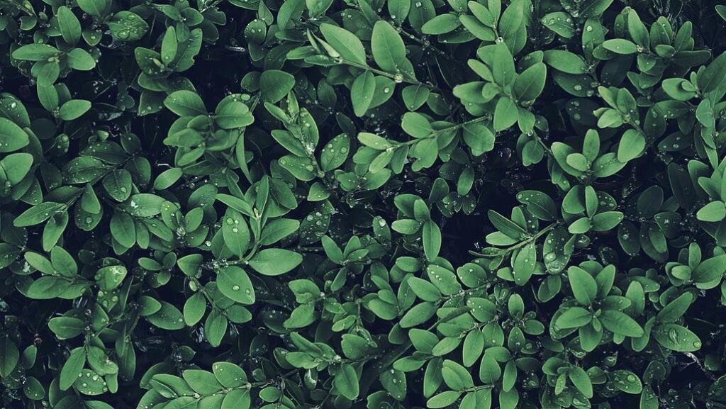 The Art of Mixing Textures in Garden Design The Art of Mixing Textures in Garden Design